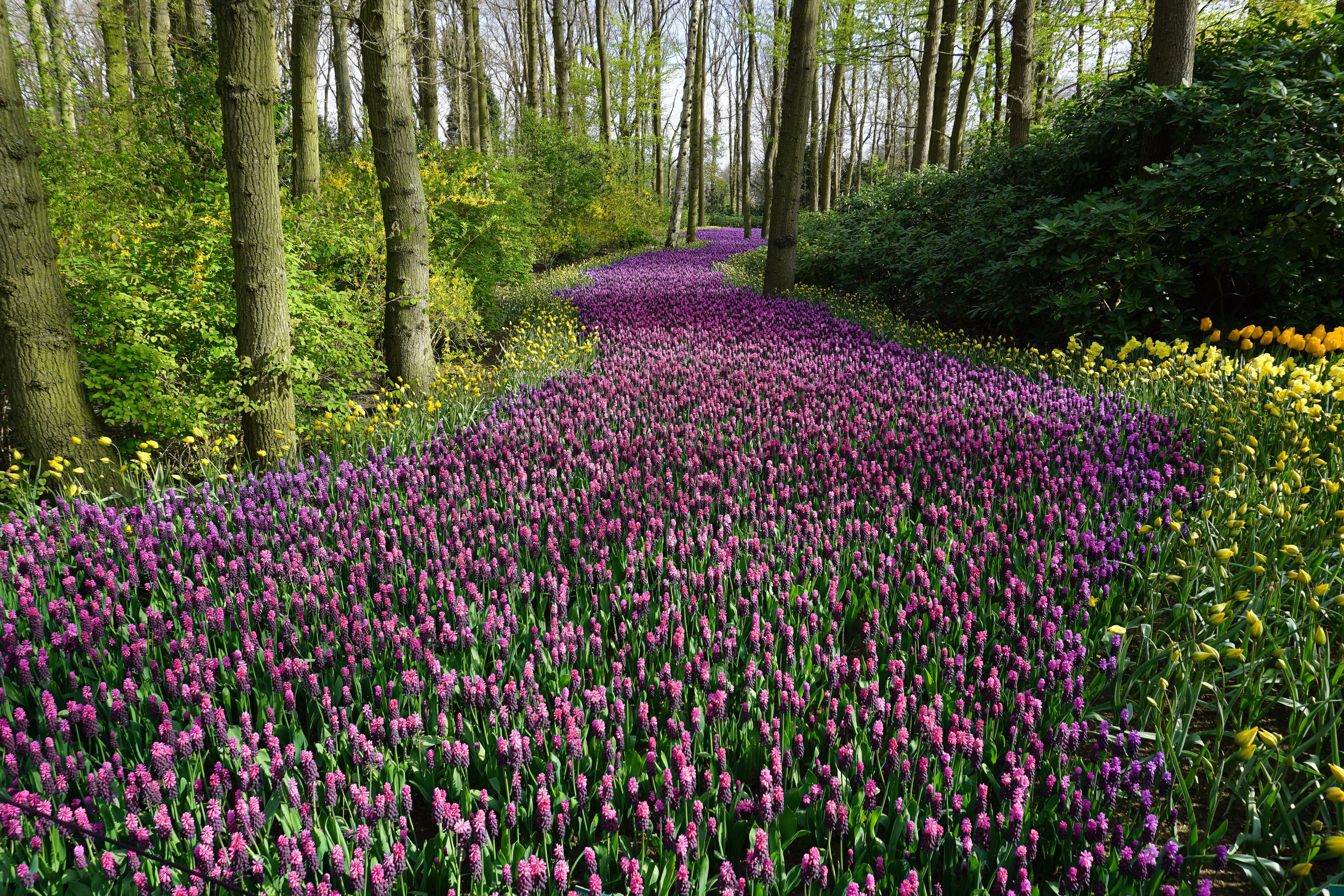 purple flowers on path